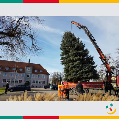 Bild vergrern: Der Maxhtter Weihnachtsbaum vor dem Rathaus wird aufgestellt