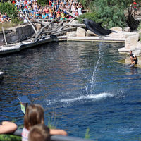 Bild vergrern: Die Delphine begeisterten alle Besucher mit ihren Tricks
