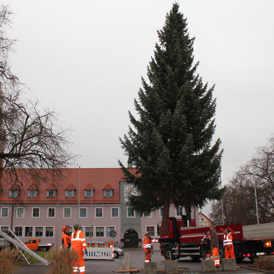 Bild vergrern: Der Christbaum wurde vor dem Rathaus fr die Weihnachtszeit aufgestellt.