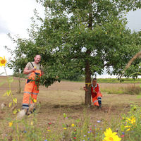 Bild vergrößern: Das Bild zeigt die Obstbäume mit gelbem Band an der Streuobstwiese beim Stadlhof mit dem Gärtnertrupp der Stadt Maxhütte-Haidhof, Stefan Haslinger und Birgit Graf.